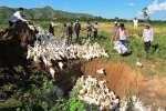 Đắk Lắk: Tiêu hủy hàng ngàn con vịt bị dịch cúm gia cầm A H5N6