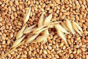 Đề nghị thu hồi văn bản 'buộc tái xuất lúa mì nhập khẩu chứa cỏ kế đồng'