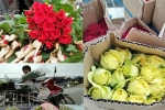 Sát ngày 20/10, dân buôn ở 'thủ phủ hoa' lớn nhất miền Bắc cũng 'sốt sình sịch' vì hoa hồng Đà Lạt tăng giá gấp đôi