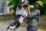 Chó hơn 100 kg xuất hiện ở Hà Nội
