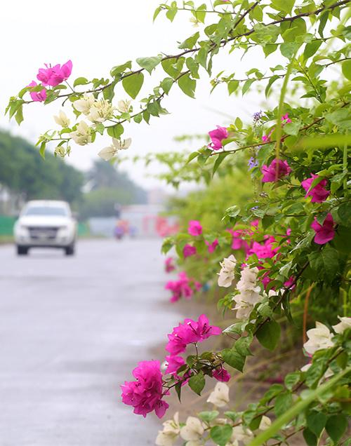 Dải phân cách nhỏ hai bên đường được trồng nhiều loại hoa giấy xanh tốt.