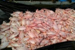 Hơn 160 tấn cá nuôi ở Tiền Giang chết trắng bè
