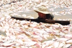 Dân làng bè khốn đốn vì chưa được nhận tiền hỗ trợ 1.900 tấn cá chết