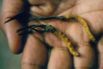 Đông trùng hạ thảo Himalaya nguy cơ tuyệt chủng