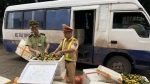 Quảng Ninh: Vận chuyển trái phép gần 1,4 tấn hoa quả