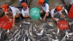 Giá cá tra tăng cao, Bộ Nông nghiệp chỉ đạo đẩy mạnh sản xuất