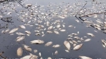 Quốc Oai (Hà Nội): Cá chết trắng mặt hồ nghi nhiễm độc
