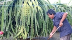 Bình Thuận: Vườn thanh long ngập nước, có nguy cơ thối rễ