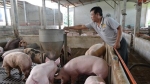 Giá lợn hơi tăng do nguồn cung giảm