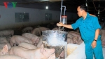 Nông dân bỏ tiền tỷ để được nuôi lợn thuê