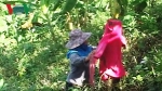 Đàn khỉ xuống núi phá hại vườn chuối của nông dân Quảng Trị