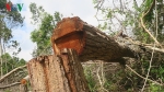 Bình Thuận yêu cầu kiểm điểm tập thể, cá nhân trong vụ phá rừng Tà Cú