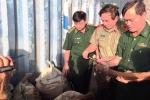 Phó Thủ tướng chỉ đạo thưởng vụ bắt ngà voi ở Đà Nẵng