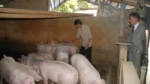 Cần xây dựng khung pháp lý thể chế quốc gia cho thịt lợn