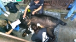 Tổ chức Động vật châu Á cứu hộ thành công cá thể gấu thứ 200