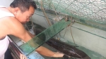 Ngư dân Nghệ An bắt được cá chình 'khủng' hiếm gặp