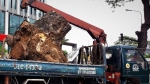 'Đường đi' của các loại cây xanh bị đốn hạ ở TP HCM