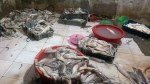 Rùng mình về thủy hải sản 'bẩn': Không ăn sẽ chết, ăn có thể chết nhanh hơn?
