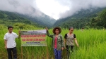 Kỳ Sơn (Nghệ An): Bảo tồn giống lúa thơm hướng thoát nghèo hiệu quả