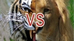Kịch bản của cuộc chiến giữa sư tử và hổ