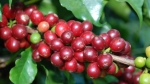 Ngày 26/10: Cà phê giảm 200 đồng/kg, giá tiêu tăng