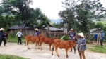 Quảng Bình: Đồng bào Rục được tặng 29 con bò giống