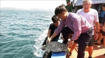 Kiên Giang thả 12 con rùa biển về môi trường tự nhiên