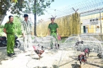Trường gà quy mô lớn nhất Thừa Thiên - Huế bị công an triệt phá