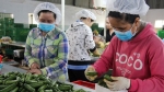 Lâm Đồng: Chú trọng giảm tổn thất nông sản sau thu hoạch