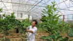 Hà Tĩnh: Làm giàu từ sản phẩm giống nông nghiệp sạch
