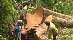 Yêu cầu kiểm điểm trách nhiệm tổ chức, cá nhân để xảy ra tình trạng phá rừng chiếm đất