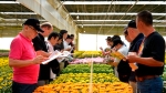 Đà Lạt: Thủ phủ hoa chỉ xuất khẩu được 5% sản lượng