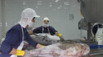 Xuất khẩu cá ngừ tăng đột biến tại một số thị trường