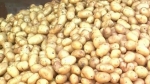 Khoai tây chế biến và bài toán nguồn nguyên liêụBài 1: Nguyên liệu khoai tây lệ thuộc nhập khẩu