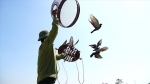 Độc đáo với lễ hội thả chim câu ở huyện ngoại thành Hà Nội