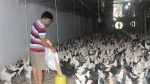 Kinh nghiệm thành công của trang trại nuôi 1 vạn con gà Ai Cập lấy trứng