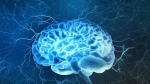 Phát minh bộ não 3D giống hệt não người đầu tiên trên thế giới