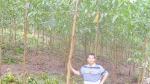 Người sở hữu hơn 200ha rừng trồng ở Phú Yên, thu hơn 2 tỷ đồng/năm