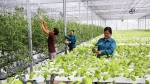 Hà Nội dẫn đầu về tái cơ cấu nông nghiệp