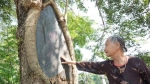 Công an xã lập chốt ngày đêm bảo vệ 3 'cụ sưa' quý hơn 100 tuổi từng được thương lái trả giá 60 tỷ/cây ở Hà Nội