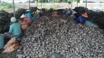 Trung Quốc ngưng mua, khoai lang thê thảm: Dân khóc trên đồng, tỉnh cầu cứu bộ
