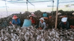 Kiến nghị xuất khẩu khoai lang chính ngạch sang Trung Quốc