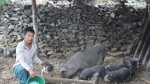 Mô hình chăn nuôi lợn nái sinh sản quay vòng giúp đồng bào nghèo vươn lên
