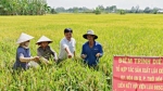 Nâng cao chất lượng sản xuất lúa giống (Tiếp theo và hết) (*)
