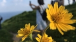 Du khách mê mẩn 'Hoa vàng trên cỏ xanh' trên đỉnh Sơn Trà - Đà Nẵng