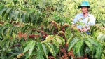 Nông sản ngày 31/10; cà phê sụt giảm liên tiếp
