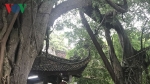 Cây đại thụ trên 700 năm tuổi giữa lòng thành phố Hưng Yên