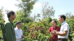 Đắk Lắk áp dụng nhiều giải pháp nhằm phát triển cà phê bền vững