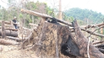 Tuyên án các bị cáo vụ phá rừng phòng hộ Tiên Lãnh (Quảng Nam)