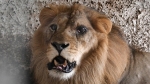 Sự thật đằng sau những bức ảnh du khách âu yếm sư tử Nam Phi